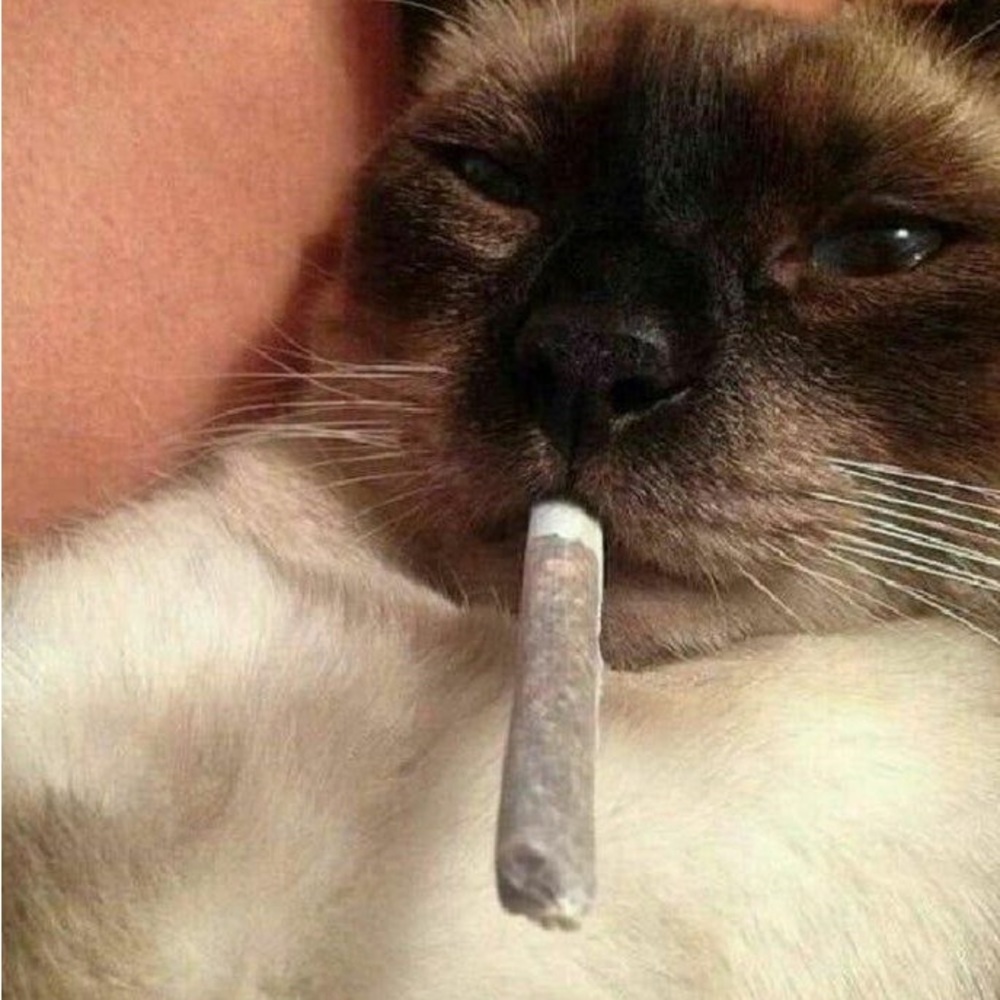 Meet your Posher, Yoselin